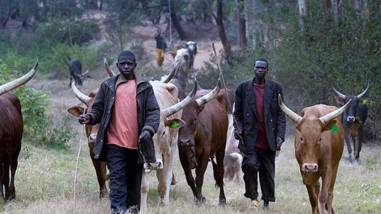  FG to establish cattle breeding centres across Nigeria s 6 zones 