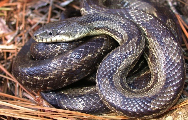  Nigerian gov s aide brings snake to govt house 