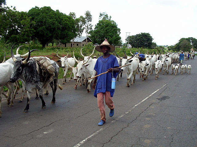  State police too risky we won t support it Herdsmen group 