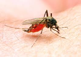  WHO declares Egypt malaria free after century long battle 