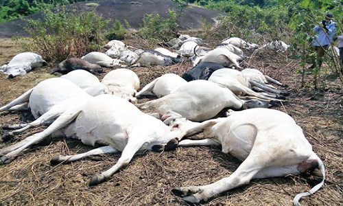  Tension as Miyetti Allah accuses Benue community of poisoning 20 cows 