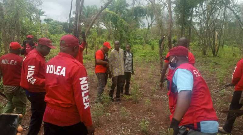 NDLEA destroys 30 hectares of cannabis farm NDLEA destroys 30 hectares of cannabis farm
