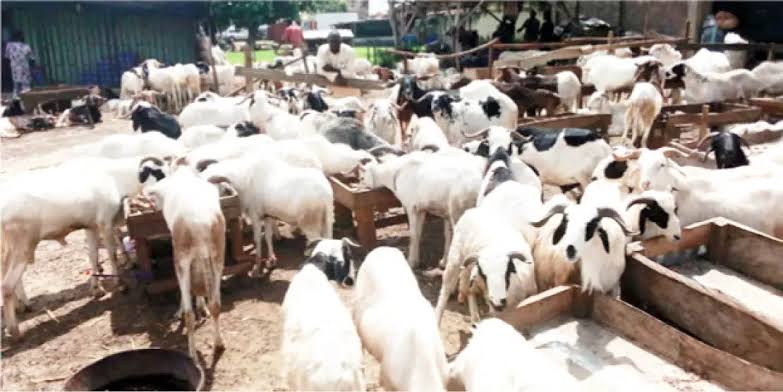Eid el Kabir Don 8217 t use loan money to buy sacrificial animals clerics urge Muslims Eid el Kabir Don t use loan money to buy sacrificial animals clerics urge Muslims