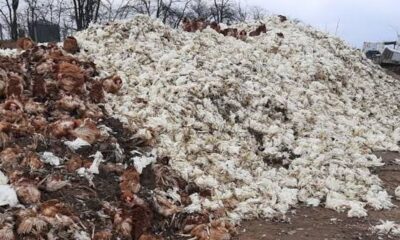  Birds Flu hits Kano kills dozens of chicken 