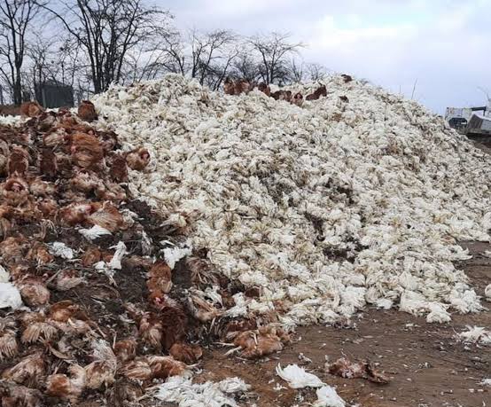 Birds Flu hits Kano kills dozens of chicken Birds Flu hits Kano kills dozens of chicken