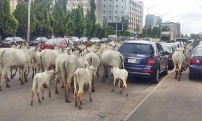  Northern elders want removal of ecclesiastical from Tax Reform Bills inclusion of VAT on cows 