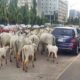  Northern elders want removal of ecclesiastical from Tax Reform Bills inclusion of VAT on cows 