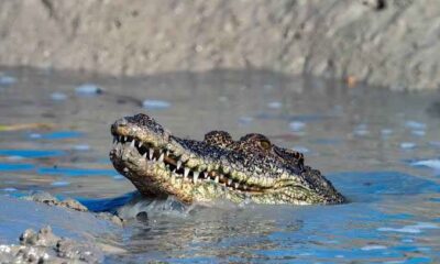  Tragedy as crocodile kills plantation worker 