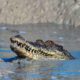  Tragedy as crocodile kills plantation worker 