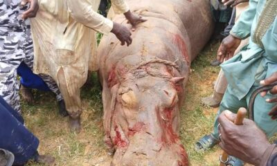  40 fishermen kill Hippopotamus in Kebbi river after deadly attack 