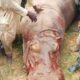  40 fishermen kill Hippopotamus in Kebbi river after deadly attack 