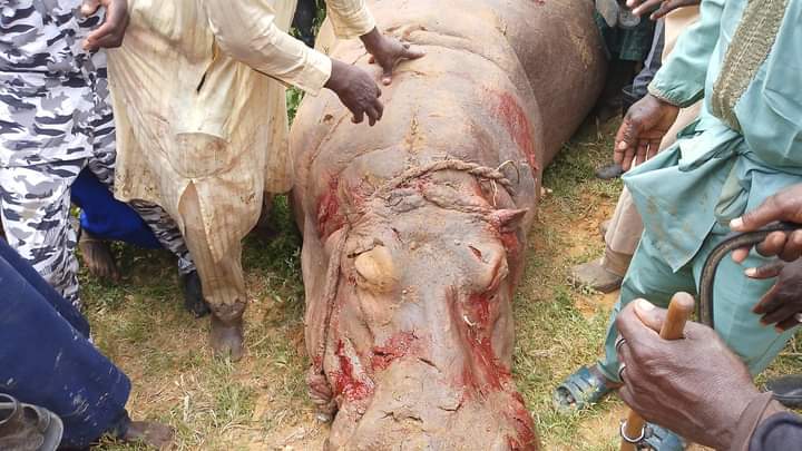 40 fishermen kill Hippopotamus in Kebbi river after deadly attack 40 fishermen kill Hippopotamus in Kebbi river after deadly attack