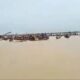  VIDEO How 40 fishermen killed Hippopotamus in Kebbi river after deadly attack 