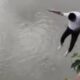  Man jumps into Lagos river after taking colorado 