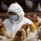  Farmers urged to stay alert as bird flu spreads to Plateau 1 other state 