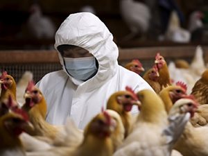  Farmers urged to stay alert as bird flu spreads to Plateau 1 other state 