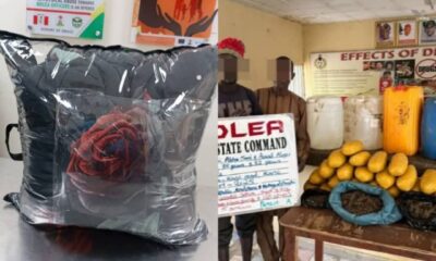  UK bound cannabis seized at Lagos airport as NDLEA nabs suspects with suck and die in Kano 