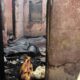  Tears as tragic fire claims lives of 2 siblings in Ondo 