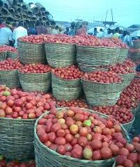 Price of tomatoes drops amid seasonal glut post harvest challenges 
