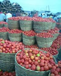 Price of tomatoes drops amid seasonal glut post harvest challenges Price of tomatoes drops amid seasonal glut post harvest challenges