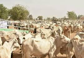  NAMCON to establish cattle ranches in every Nigerian local govt 