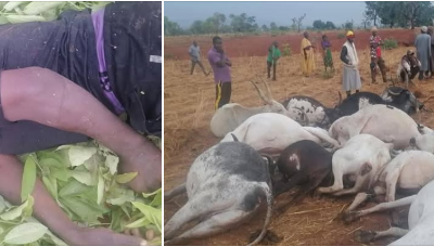  Lightning strike kills herder 12 cows in Kaduna 