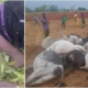  Lightning strike kills herder 12 cows in Kaduna 