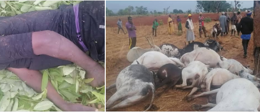 Lightning strike kills herder 12 cows in Kaduna Lightning strike kills herder 12 cows in Kaduna