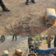  Special Forces intercept terrorists planting IEDs in Zamfara 