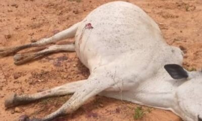  37 cattle shot dead in Plateau community 