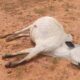  37 cattle shot dead in Plateau community 