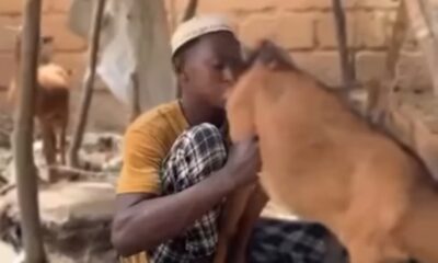  Kano Hisbah arrests man over disturbing viral video with goat 