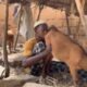  Kano Hisbah arrests man over disturbing viral video with goat 