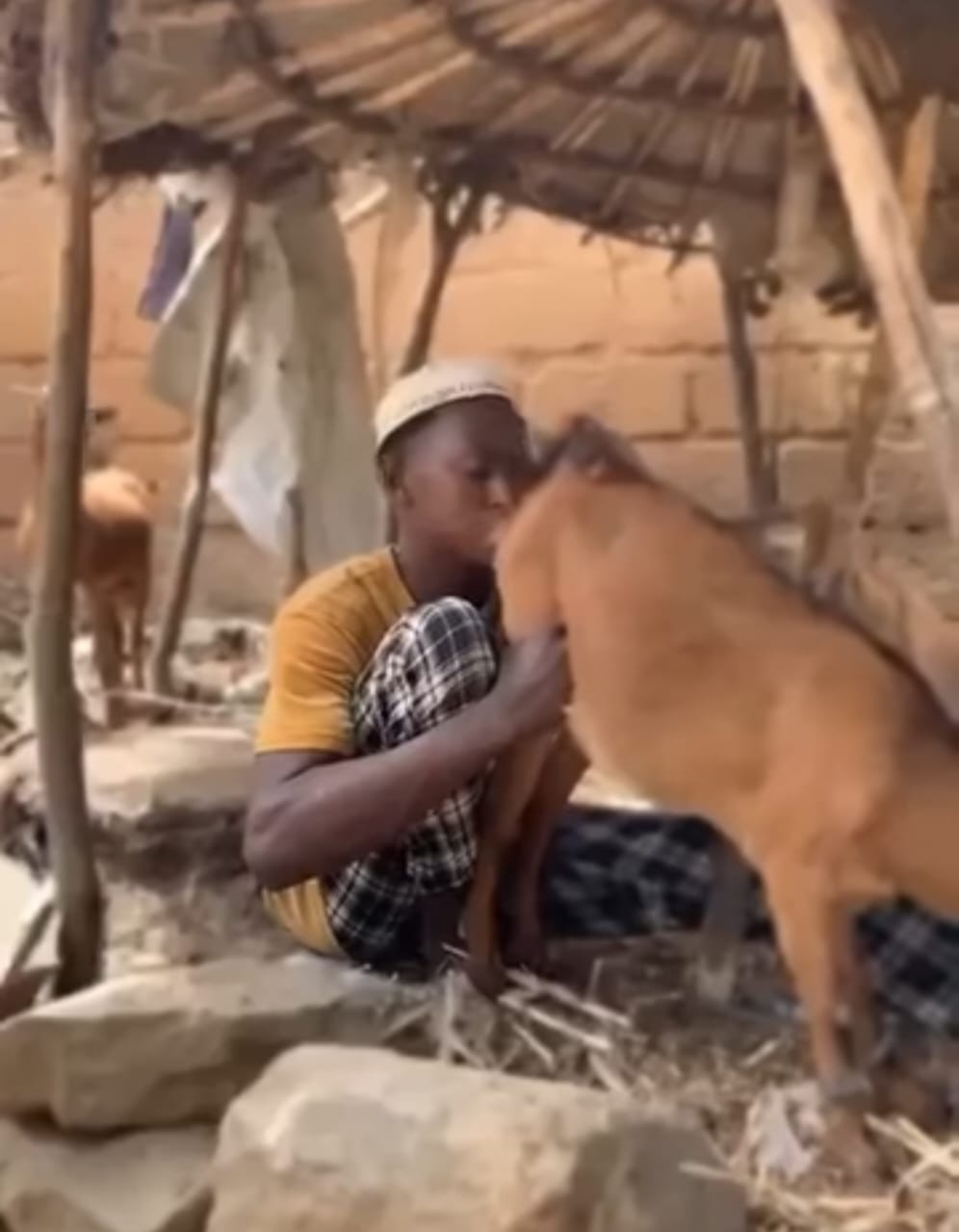 Kano Hisbah arrests man over disturbing viral video with goat Kano Hisbah arrests man over disturbing viral video with goat