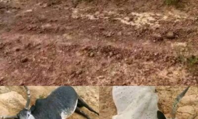  18 cows die after grazing on fumigated farmland 
