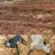  18 cows die after grazing on fumigated farmland 