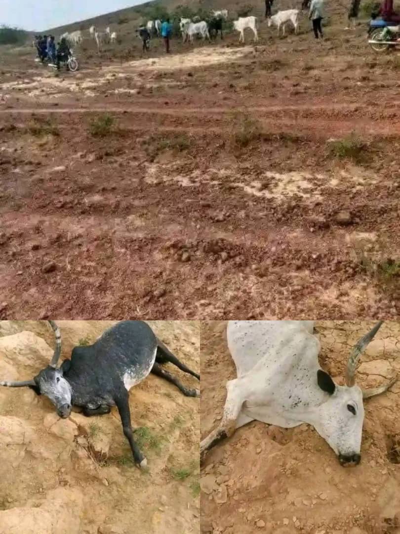 18 cows die after grazing on fumigated farmland 18 cows die after grazing on fumigated farmland