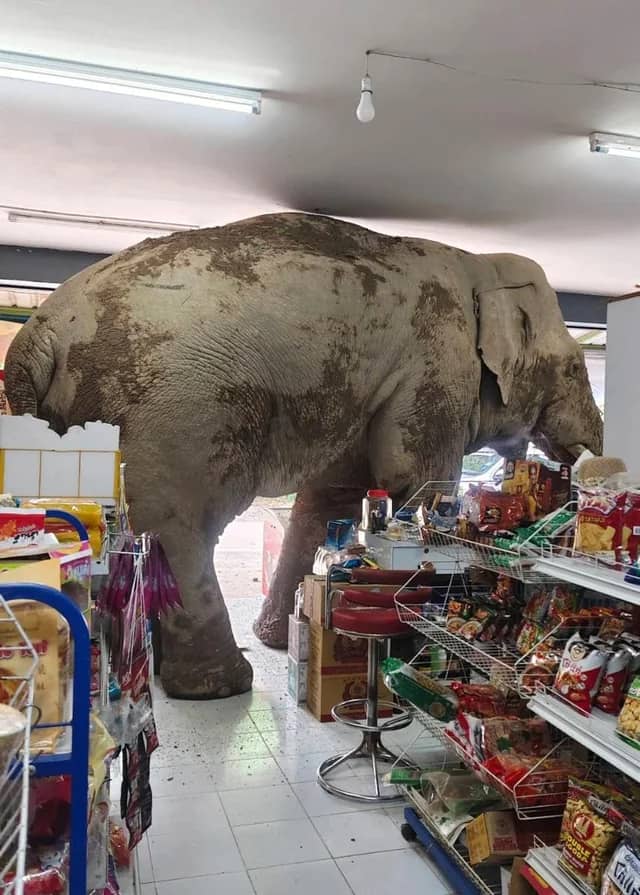 Hungry elephant raids shop while searching for food Hungry elephant raids shop while searching for food