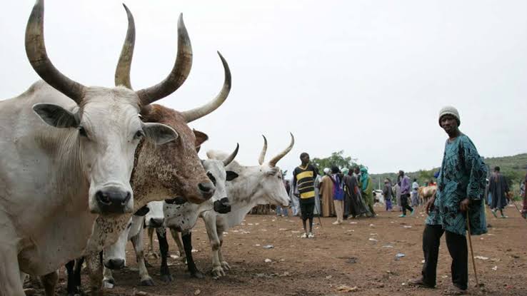 Benue killings Miyetti Allah holds meeting with herdsmen Benue killings Miyetti Allah holds meeting with herdsmen