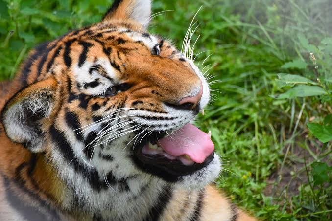 Tiger kills 26 year old zoo worker Tiger kills 26 year old zoo worker
