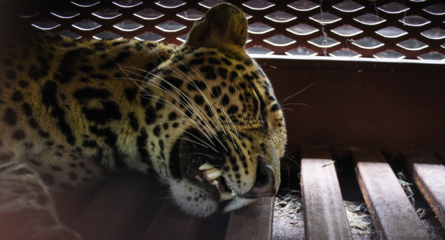  Tension as leopard wanders into hotel 